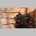 Muscidae sp - Echte Fliege 05c 8mm.jpg